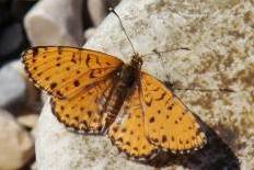 Catoptria petrificella - Roter Scheckenfalter (Feuriger Scheckenfalter)